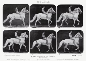 Eadweard Muybridge: L