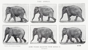 Eadweard Muybridge: L