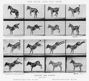 Eadweard Muybridge: Il calcio e il calcio