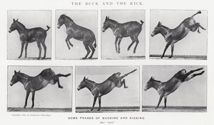 Eadweard Muybridge: Il calcio e il calcio all