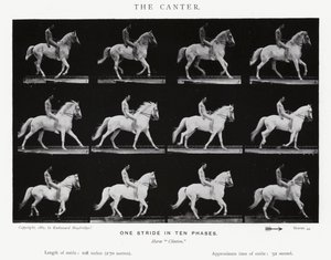 Eadweard Muybridge: Il galoppo (foto in bianco e nero)