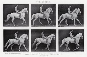Eadweard Muybridge: Il galoppo da Eadweard Muybridge