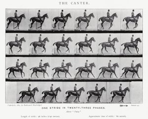 Eadweard Muybridge: Il galoppo lento
