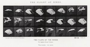Il volo degli uccelli da Eadweard Muybridge