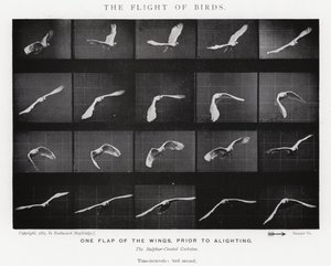 Il volo degli uccelli da Eadweard Muybridge