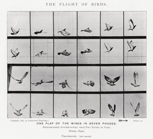 Eadweard Muybridge: Il volo degli uccelli