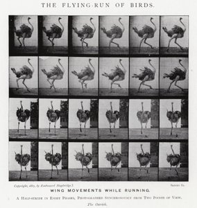 Eadweard Muybridge: La corsa volante degli uccelli