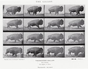 Eadweard Muybridge: Il galoppo da Eadweard Muybridge