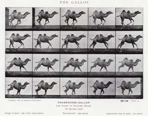 Eadweard Muybridge: Il galoppo da Eadweard Muybridge