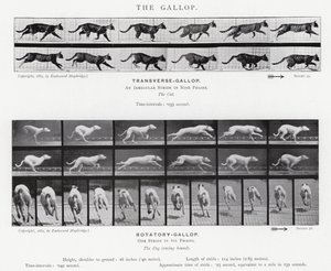 Il galoppo da Eadweard Muybridge