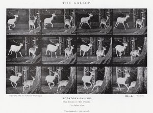 Il galoppo