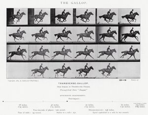 Eadweard Muybridge: Il galoppo (foto in bianco e nero) da Eadweard Muybridge