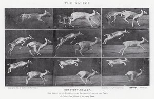 Eadweard Muybridge: Il galoppo (foto in bianco e nero) da Eadweard Muybridge
