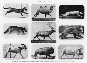 Eadweard Muybridge: Il galoppo (foto in bianco e nero)