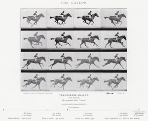 Eadweard Muybridge: Il galoppo da Eadweard Muybridge