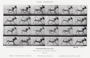 Eadweard Muybridge: Il galoppo da Eadweard Muybridge