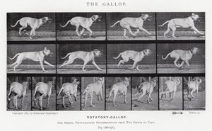 Eadweard Muybridge: Il galoppo da Eadweard Muybridge