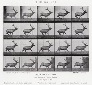 Eadweard Muybridge: Il galoppo da Eadweard Muybridge