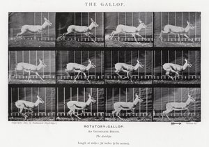 Eadweard Muybridge: Il galoppo da Eadweard Muybridge