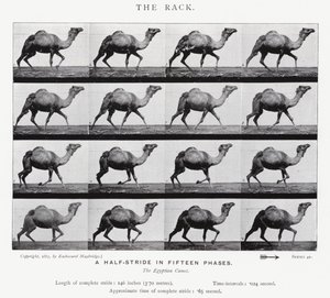 Il galoppo da Eadweard Muybridge