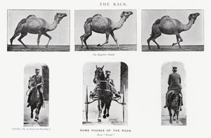 Eadweard Muybridge: Il rack