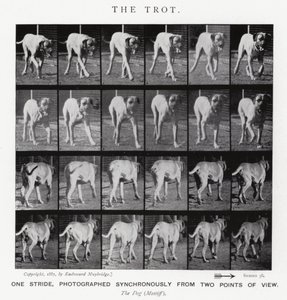 Eadweard Muybridge: Il trotto da Eadweard Muybridge