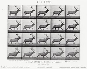 Il trotto da Eadweard Muybridge