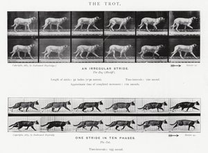 Il trotto da Eadweard Muybridge