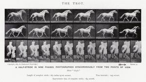 Eadweard Muybridge: Il trotto (foto in bianco e nero) da Eadweard Muybridge