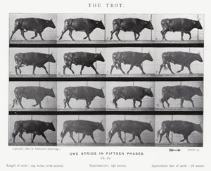 Eadweard Muybridge: Il trotto (foto in bianco e nero) da Eadweard Muybridge
