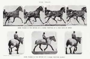 Eadweard Muybridge: Il trotto (foto in bianco e nero)