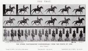 Eadweard Muybridge: Il trotto da Eadweard Muybridge