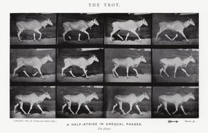Eadweard Muybridge: Il trotto da Eadweard Muybridge
