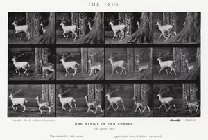Eadweard Muybridge: Il trotto da Eadweard Muybridge