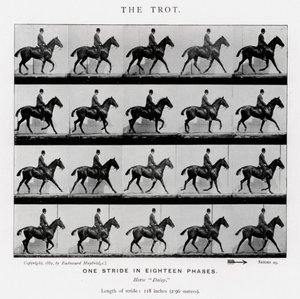 Eadweard Muybridge: Il trotto da Eadweard Muybridge