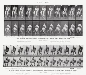 Eadweard Muybridge: Il trotto