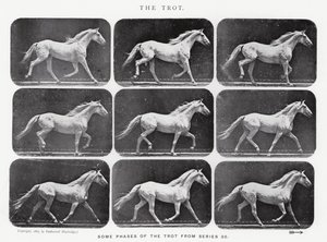 Eadweard Muybridge: Il trotto da Eadweard Muybridge