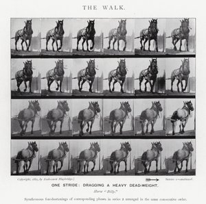 Eadweard Muybridge: La camminata da Eadweard Muybridge