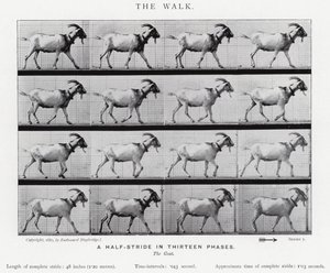 Eadweard Muybridge: La camminata