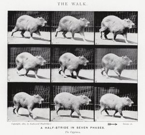 Eadweard Muybridge: La camminata da Eadweard Muybridge