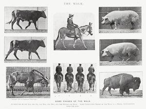Eadweard Muybridge: La camminata