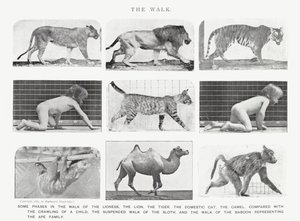 Eadweard Muybridge: La camminata da Eadweard Muybridge
