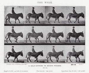 Eadweard Muybridge: La camminata (foto in b/n)