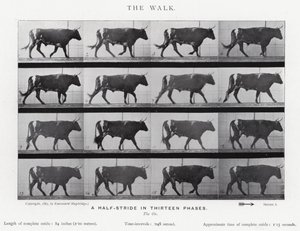 Eadweard Muybridge: La camminata (foto in b/n)