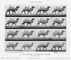 Eadweard Muybridge: La camminata (foto in b/n) da Eadweard Muybridge