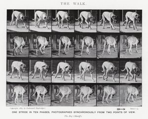 Eadweard Muybridge: La camminata (foto in b/n)