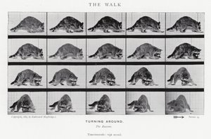 Eadweard Muybridge: La camminata (foto in b/n) da Eadweard Muybridge