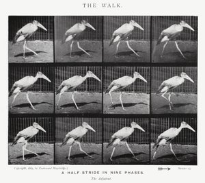 Eadweard Muybridge: La camminata (foto in b/n) da Eadweard Muybridge
