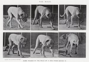 Eadweard Muybridge: La camminata (foto in b/n) da Eadweard Muybridge