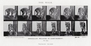 Eadweard Muybridge: La camminata da Eadweard Muybridge